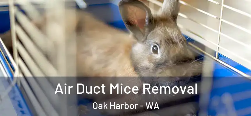  Air Duct Mice Removal Oak Harbor - WA