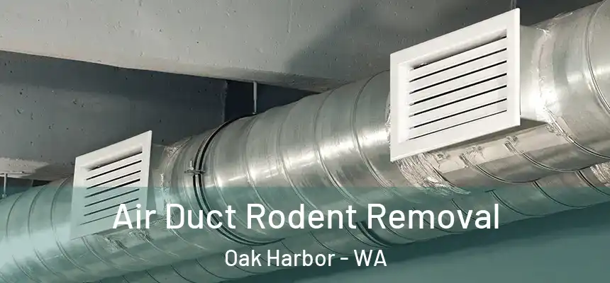  Air Duct Rodent Removal Oak Harbor - WA