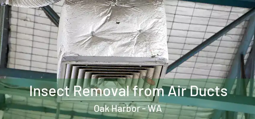  Insect Removal from Air Ducts Oak Harbor - WA